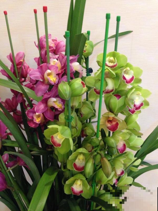 养大花蕙兰记住“两勤一懒”，年年爆盆，有“花开富贵”好兆头