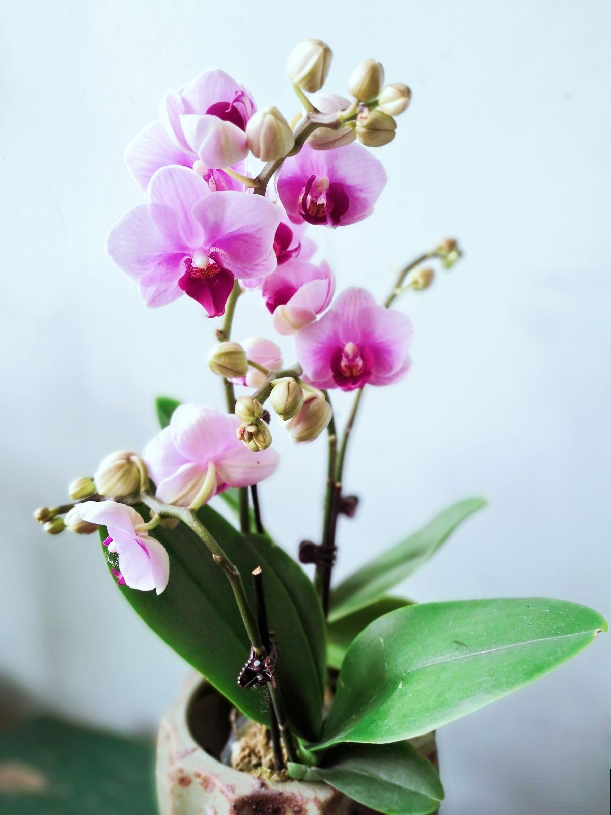 家家都有的小药片，碾碎给花吃一点，枝叶蹭蹭往外冒