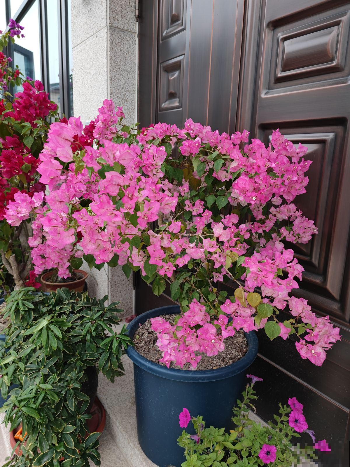 三角梅不开花如何解决,牢记三大要点,春天花开满树 三角梅不开花如何解决,牢记三大要点,春天花开满树