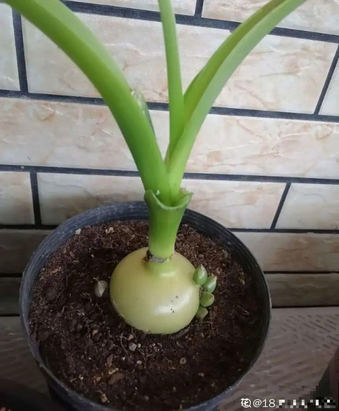 7种花养在家,可爱又个性,开花像小动物 7种花养在家,可爱又个性,开花像小动物