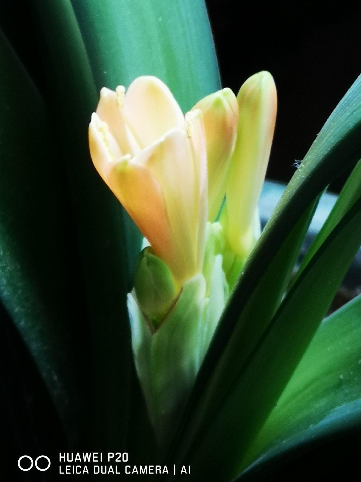 这6种花冬天别喷水,千万要管住手,黄叶黑斑远才能离它 这6种花冬天别喷水,千万要管住手,黄叶黑斑远才能离它