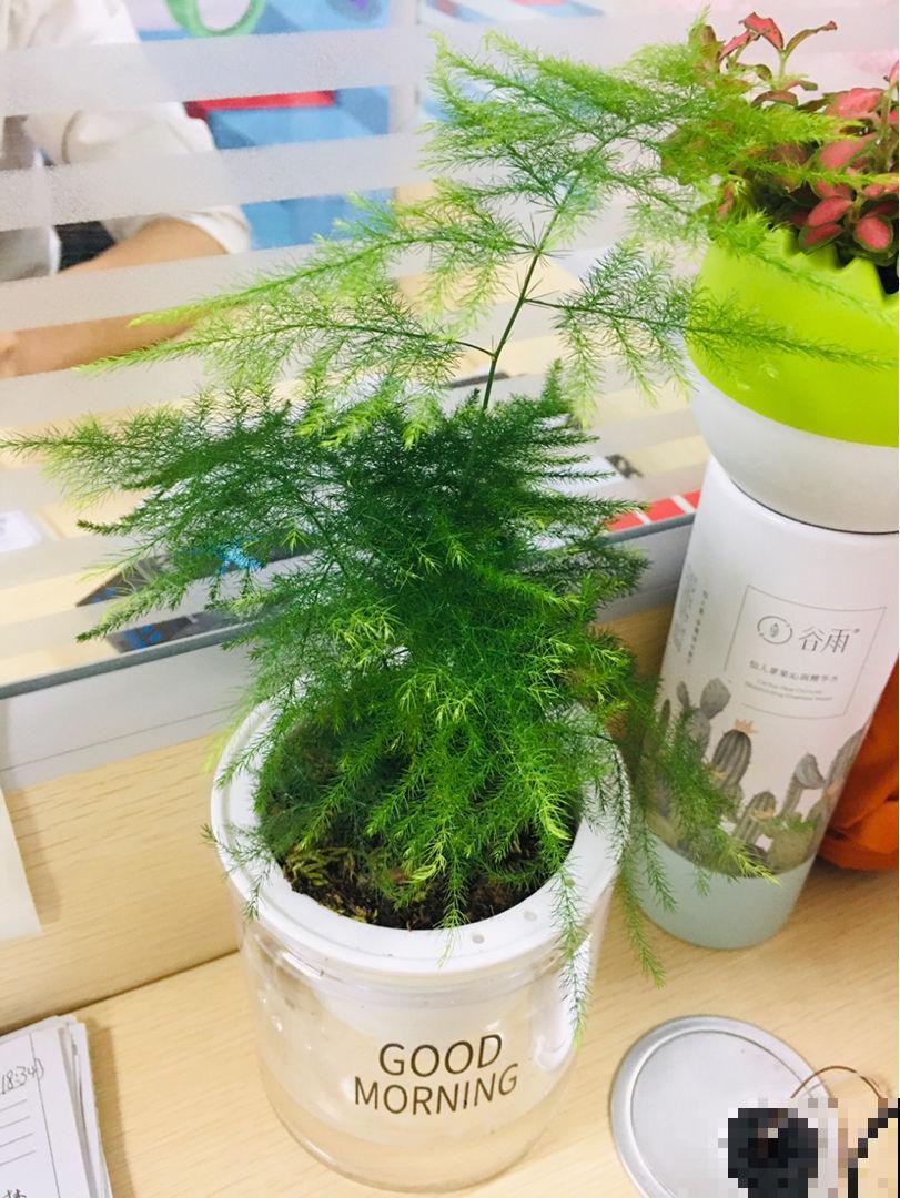 10种花，小盆“挤着养”，不烂根，植株旺，花苞突突冒