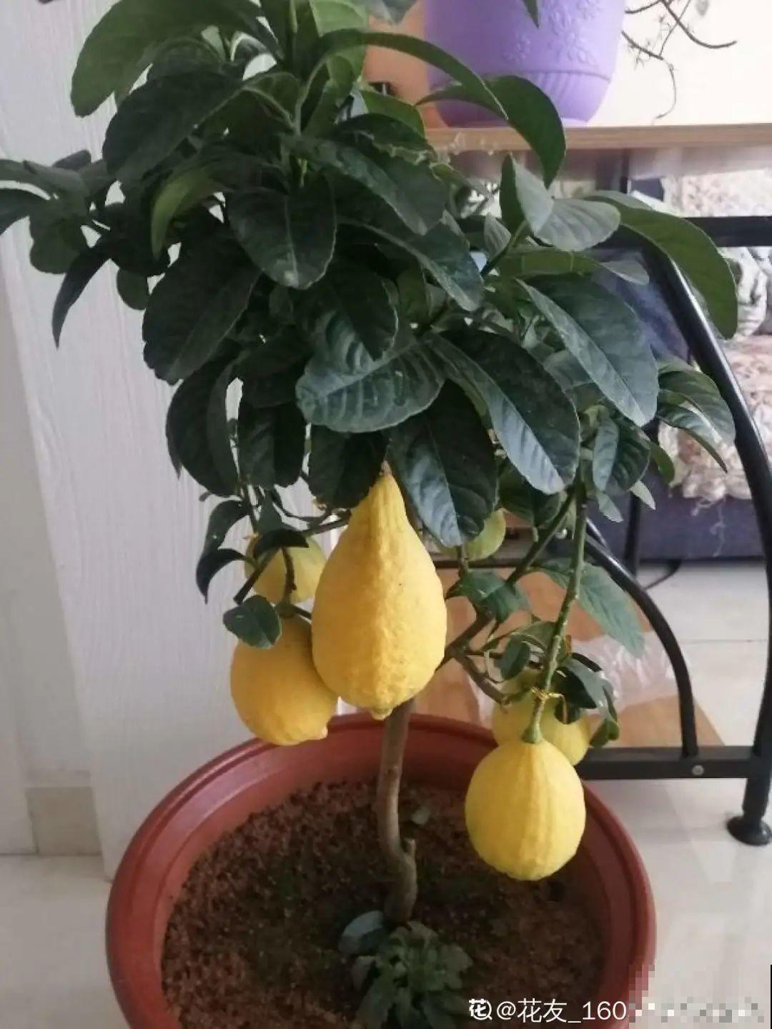 秋天在家养盆“香香花”，满屋子香味，还特耐寒