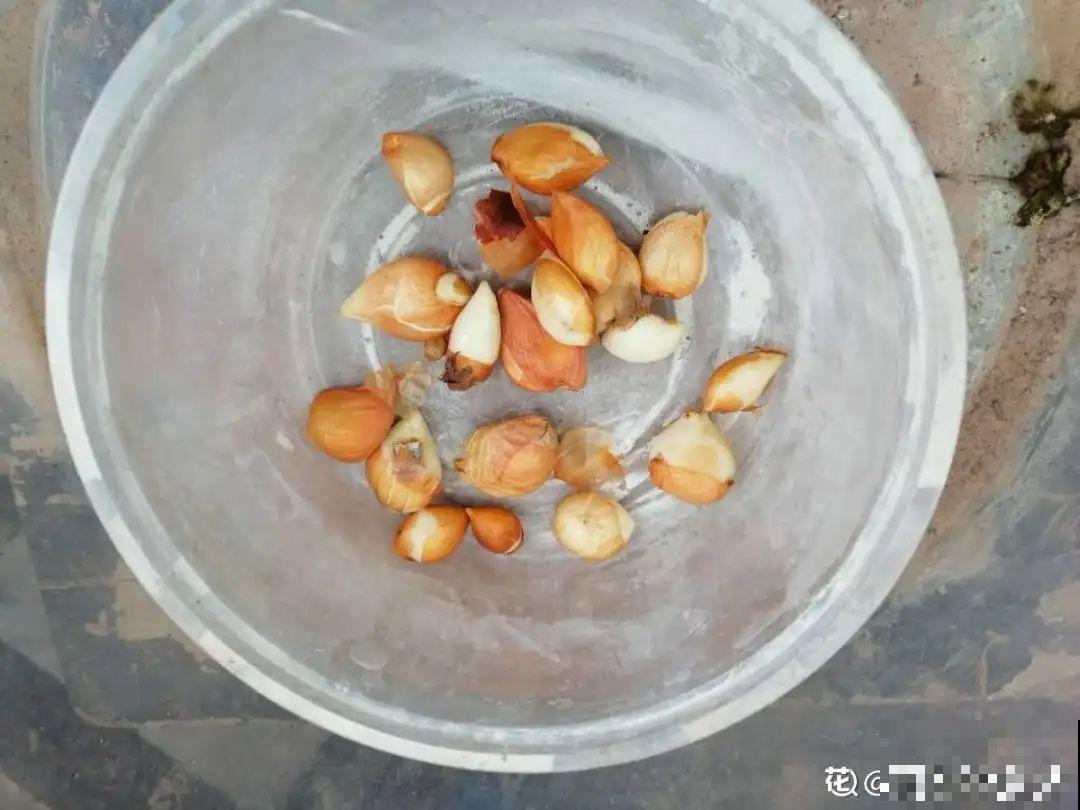 秋天种16种花，冬天就能开爆盆，满盆都是花