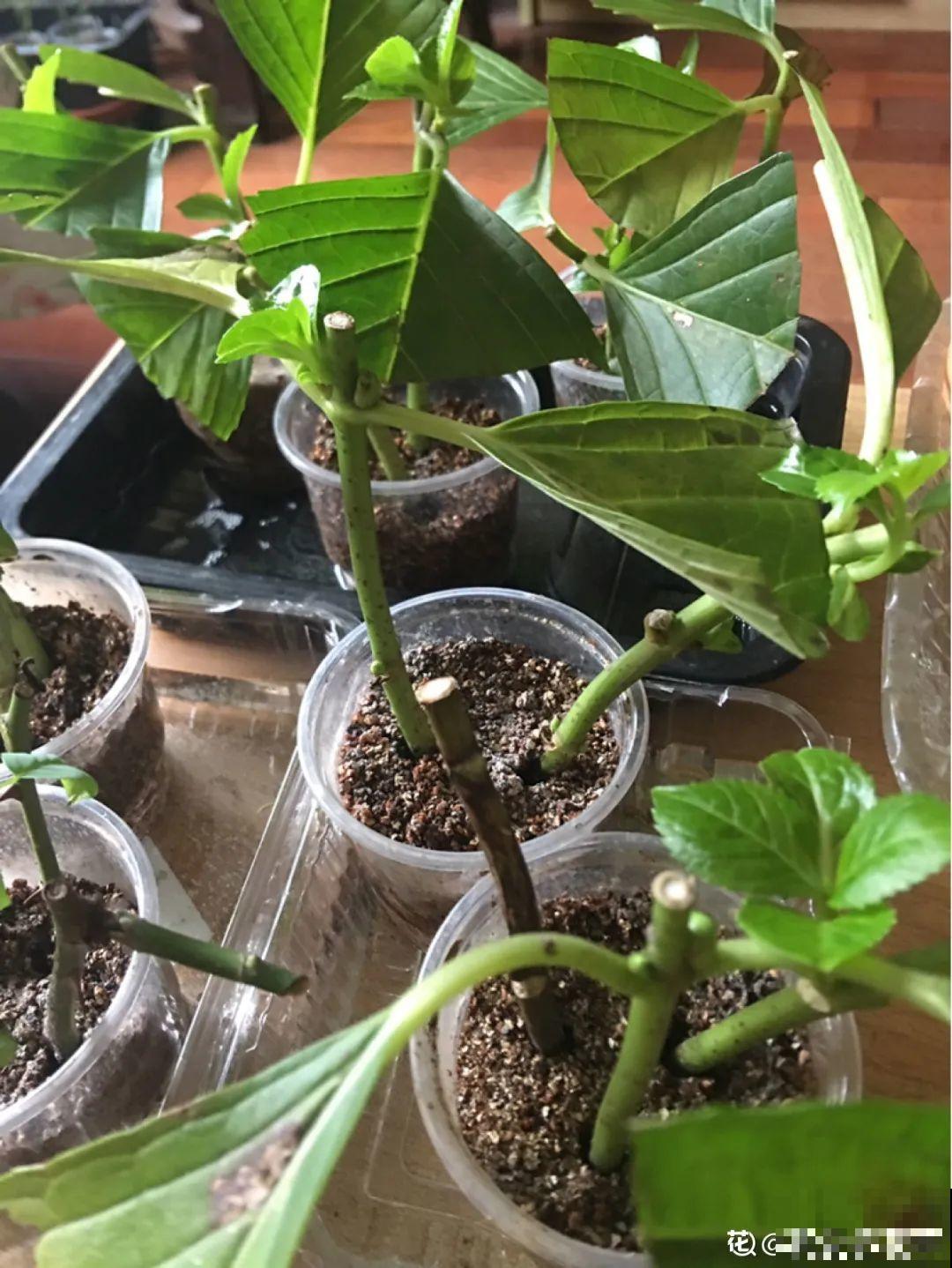 冬天扦插6种花，简单易成活，一盆变多盆