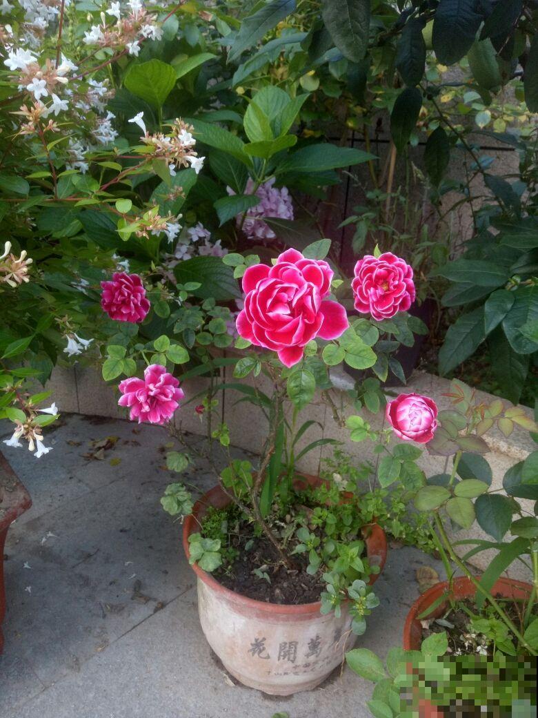 只有牡丹配得上“雍容华贵”,家里种一盆,尽显主人气质 只有牡丹配得上“雍容华贵”,家里种一盆,尽显主人气质