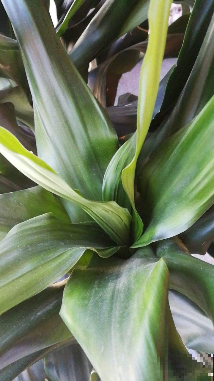 30种观叶植物,能观赏也净化空气,总有一种你养过 30种观叶植物,能观赏也净化空气,总有一种你养过