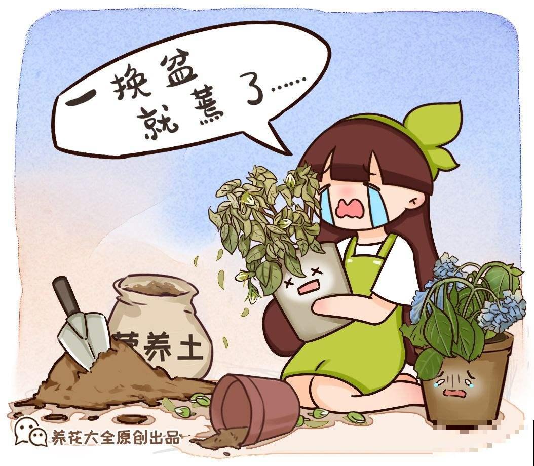 植物黄叶,用8个办法“叫醒它”,很快长出小嫩叶 植物黄叶,用8个办法“叫醒它”,很快长出小嫩叶