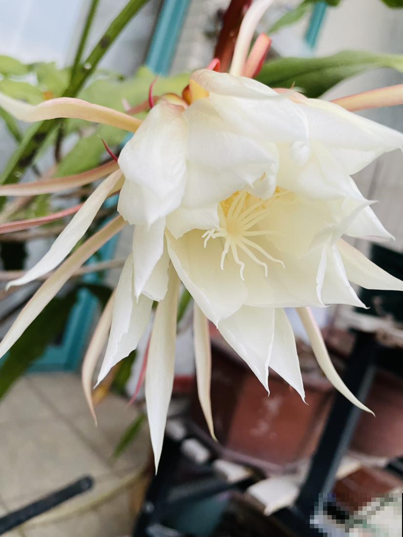 民间传说不吉利的5种花,养在家里有忌讳,真相真的是这样吗? 民间传说不吉利的5种花,养在家里有忌讳,真相真的是这样吗?