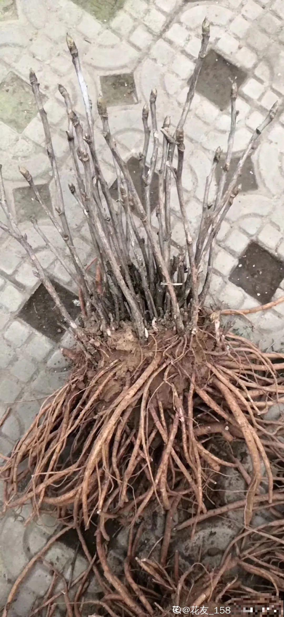 家里养8种“守家树”，红红火火特别旺运，镇宅好福气