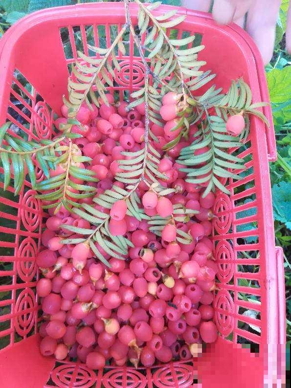 跟风买的“网红花”,本以为交了智商税,实际越养越上瘾 跟风买的“网红花”,本以为交了智商税,实际越养越上瘾