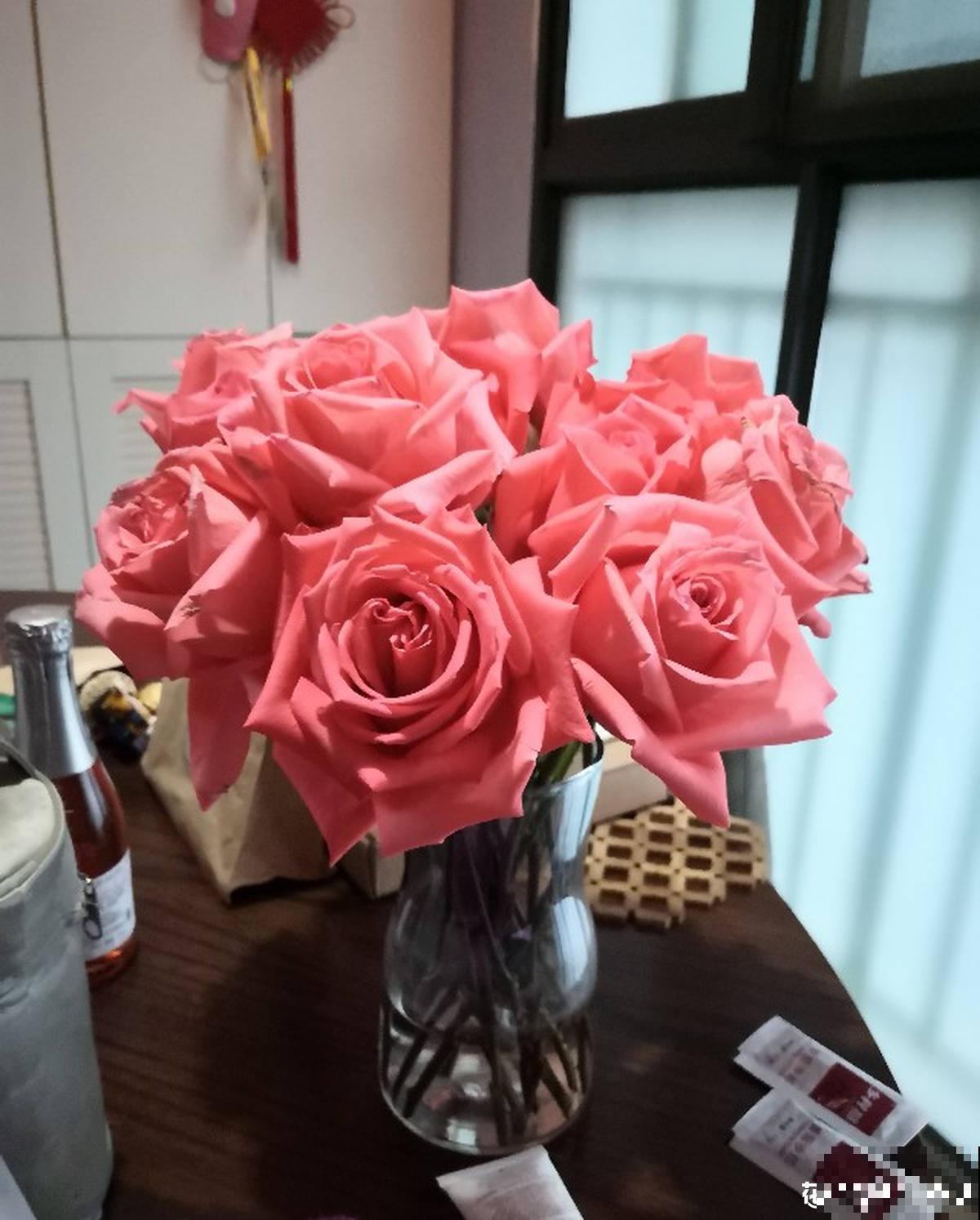 适合新手养的月季，花朵一个比一个大，花期还超长待机