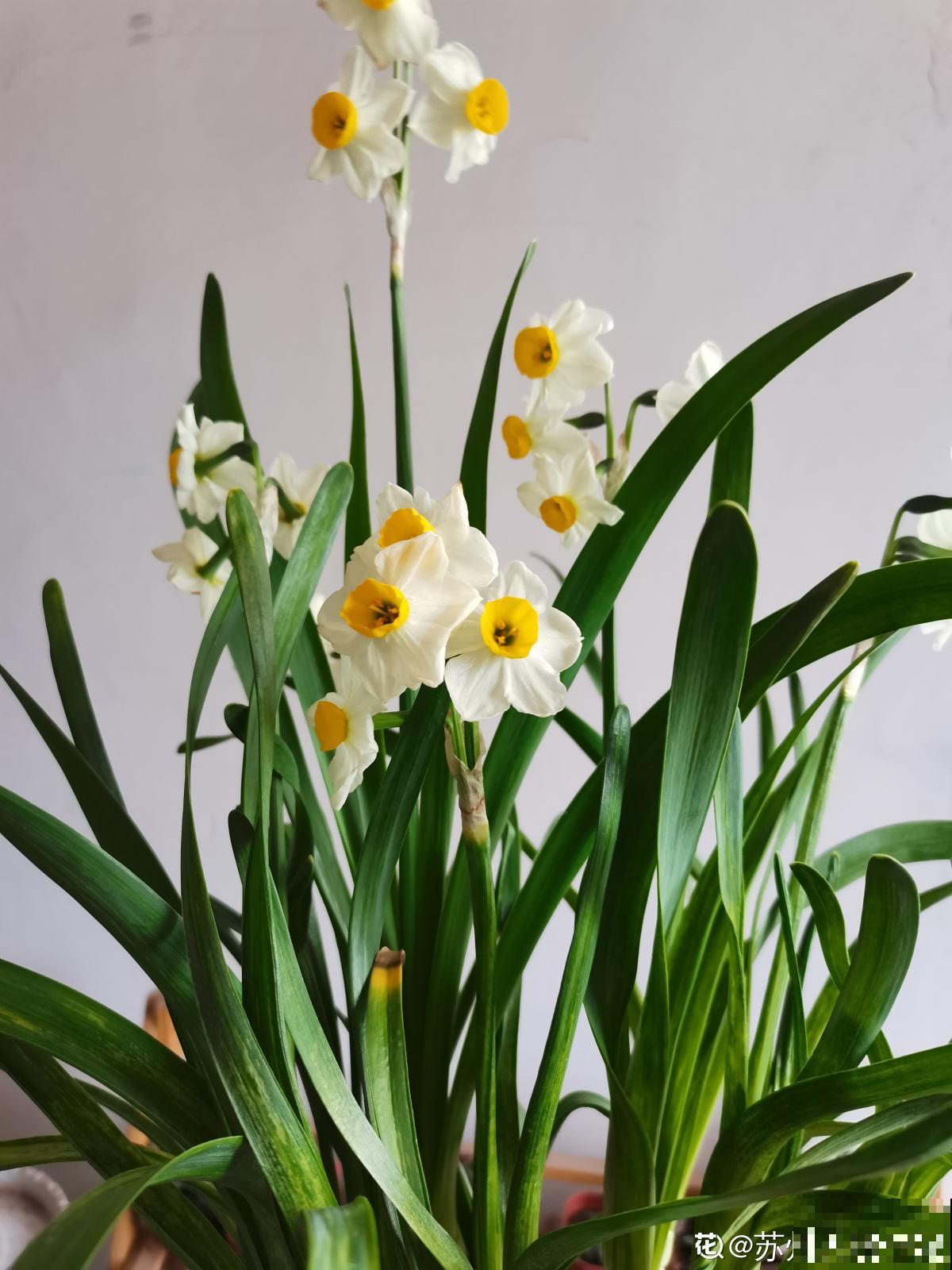 家有小孩和宠物,不要养这8种花,食用了得马上去医院 家有小孩和宠物,不要养这8种花,食用了得马上去医院