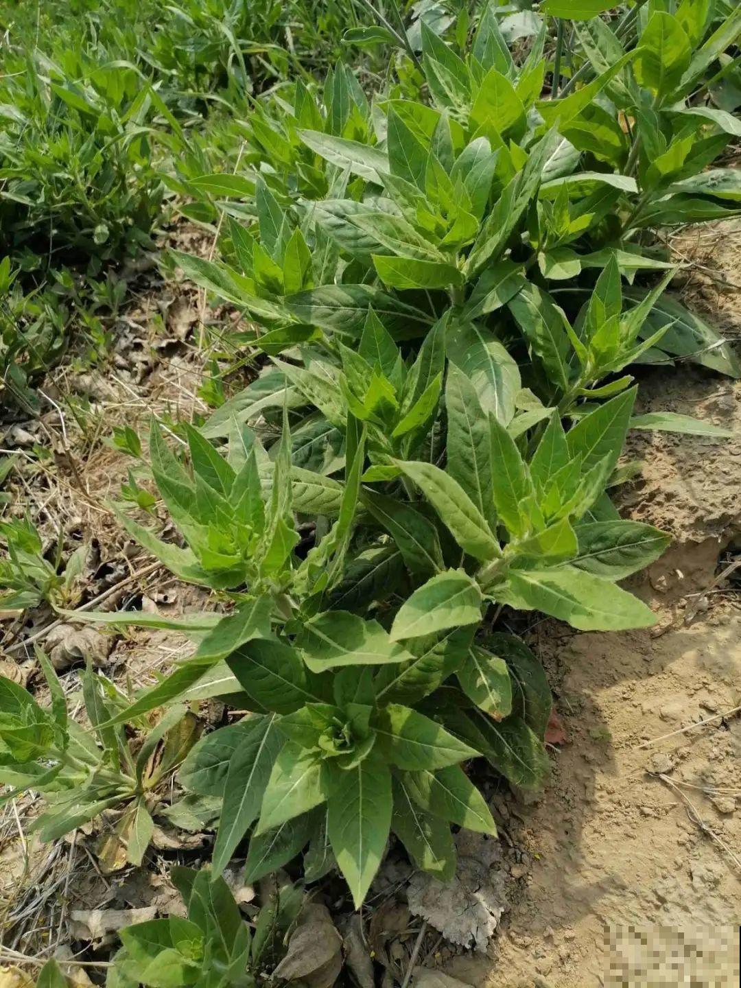 河南等地遭“恶魔之花”入侵，看到之后赶紧报告，不然会有大麻烦