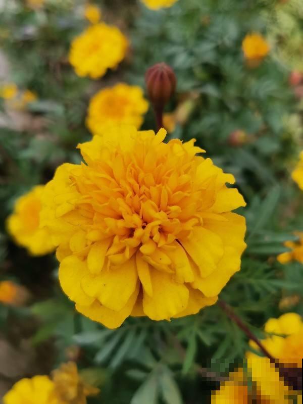 土壤硬得像“土疙瘩”，学会2个“小妙招”，土松软像“发糕”