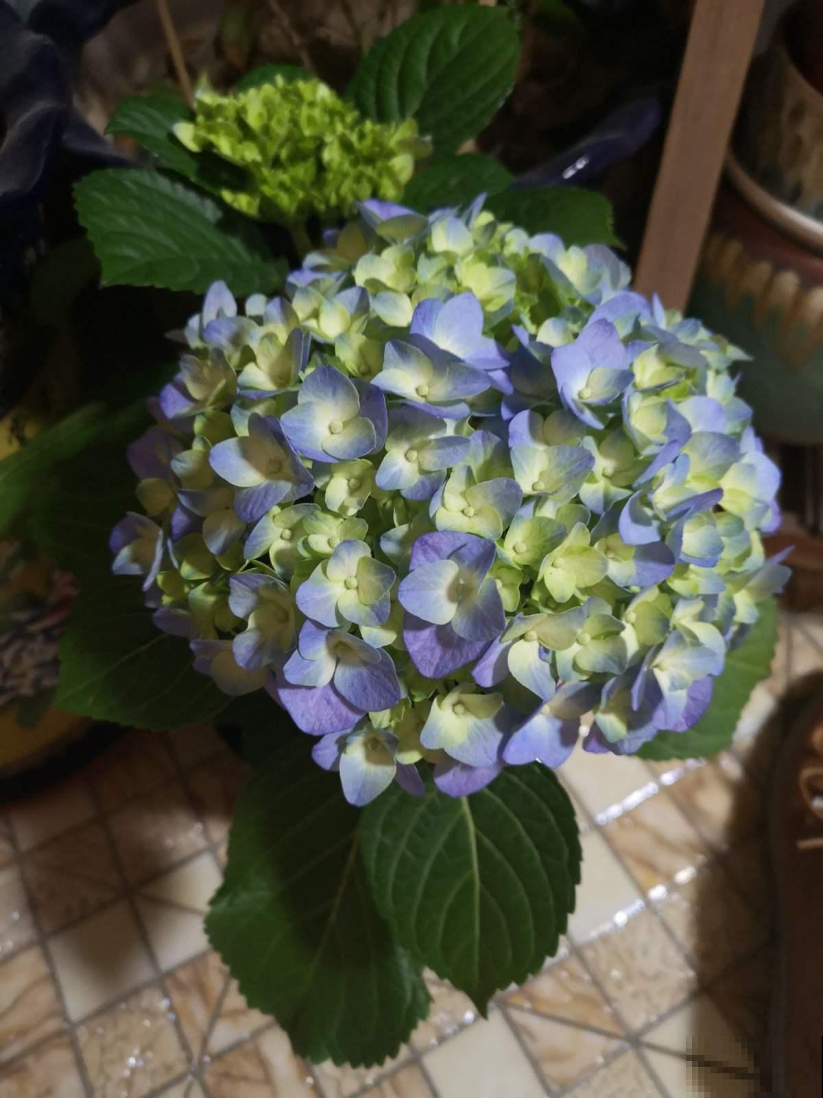 12月养绣球,要做4个核心工作,来年开花比脸还大 12月养绣球,要做4个核心工作,来年开花比脸还大