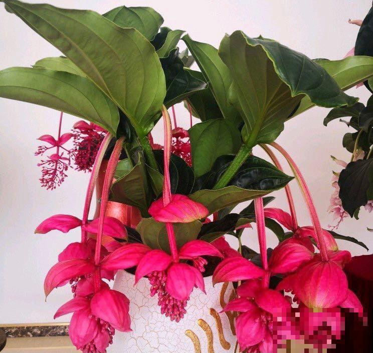 这6种花太昂贵，自带贵气轻易买不起，新手小白勿入