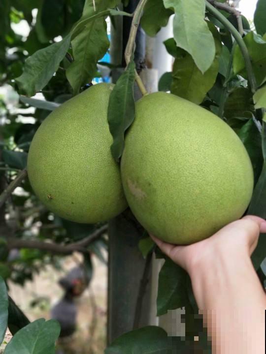 4种果树特旺宅，好看好养又好吃，还都是当季水果