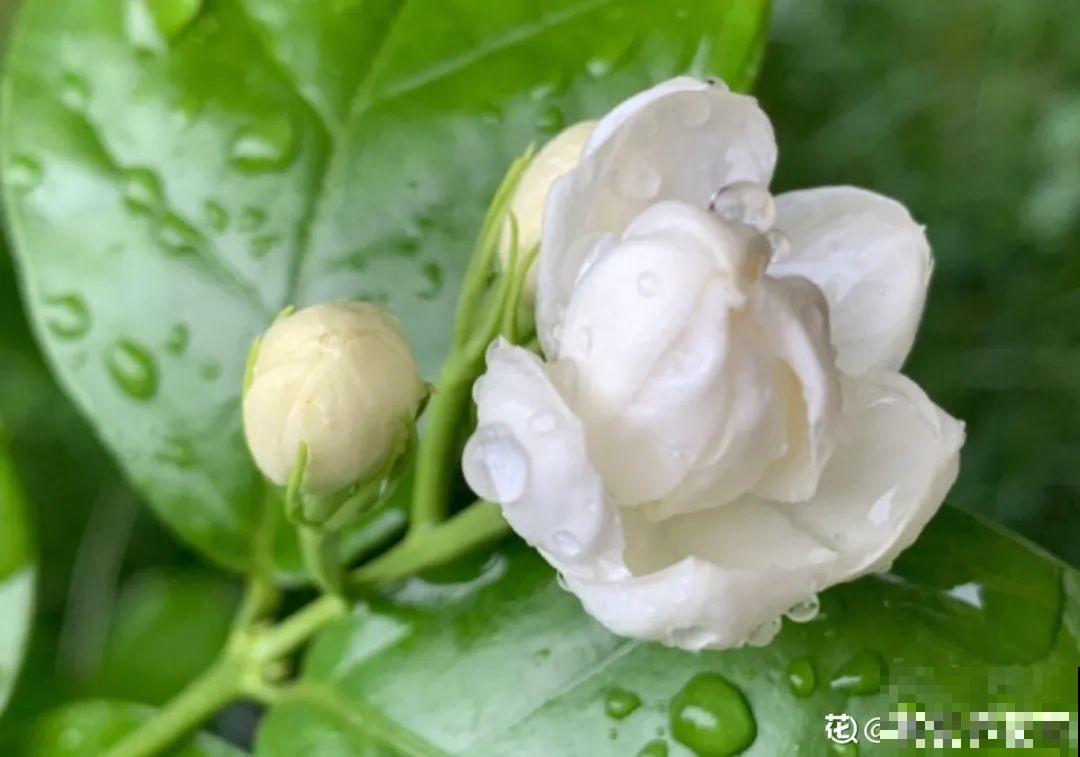 7种花现在剪一刀，剃个小平头，满盆冒新叶子