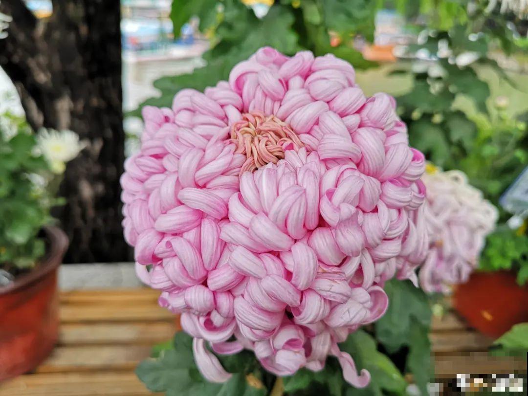 秋天在家养盆“香香花”，满屋子香味，还特耐寒
