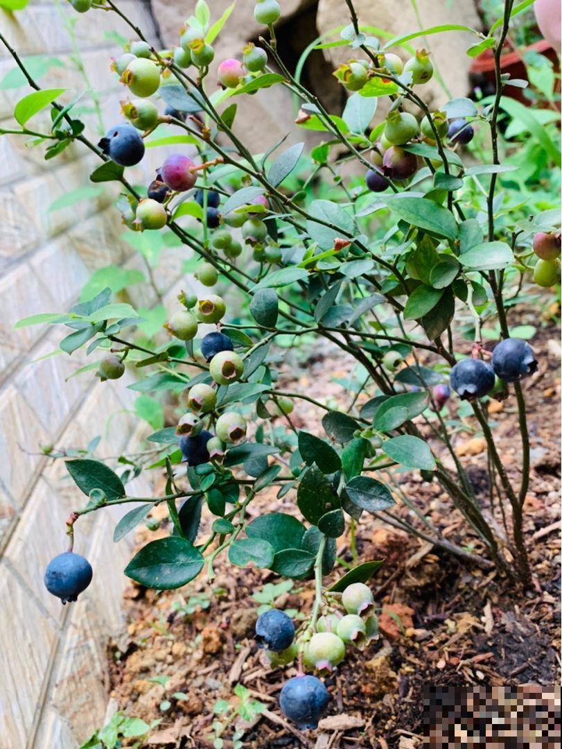 “家有果树，四季镇宅”，养盆果树，满枝结果有吉祥好兆头