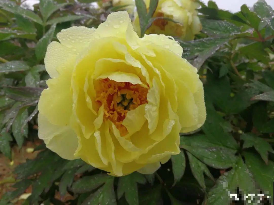 八种花养成老桩,有镇宅旺家好兆头,生机满满 八种花养成老桩,有镇宅旺家好兆头,生机满满