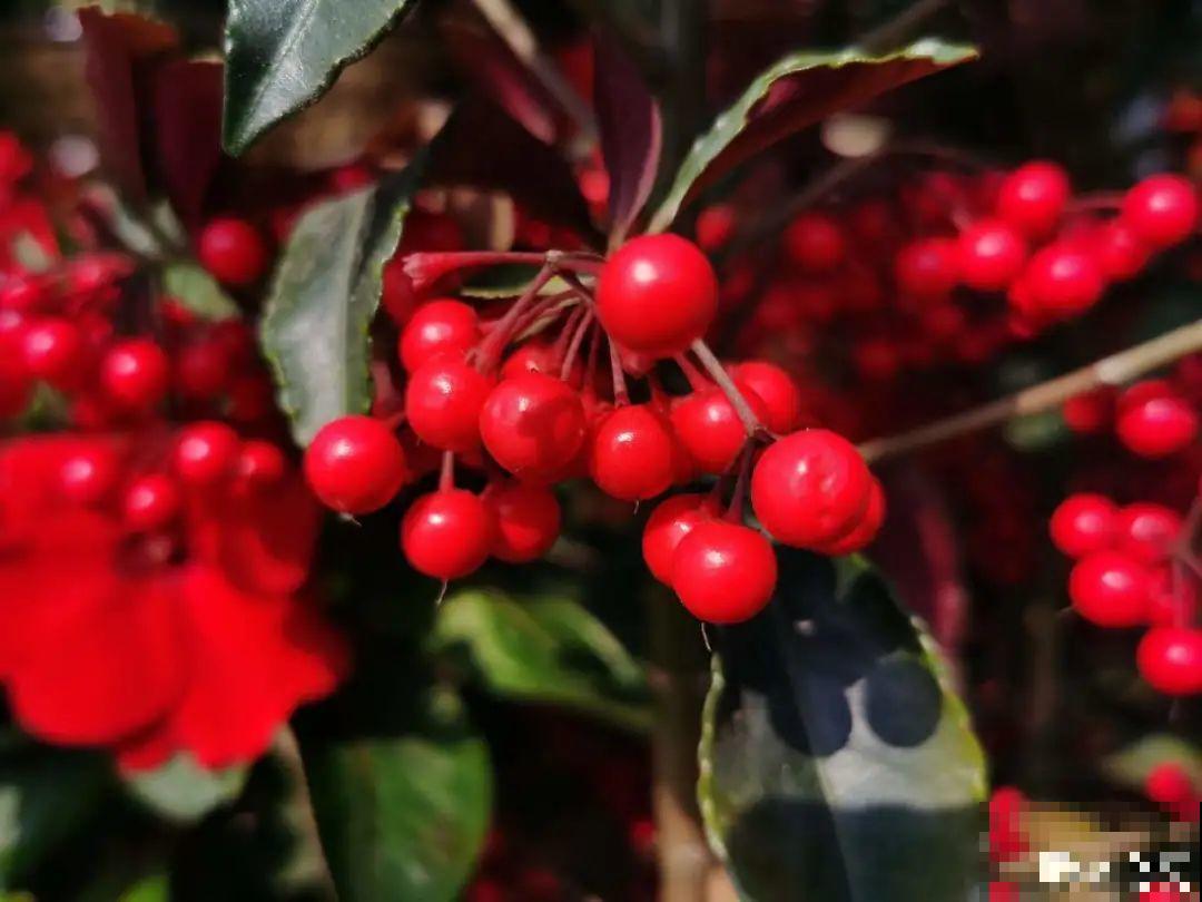 10种旺运花，一个月内要涨价，现在赶紧买