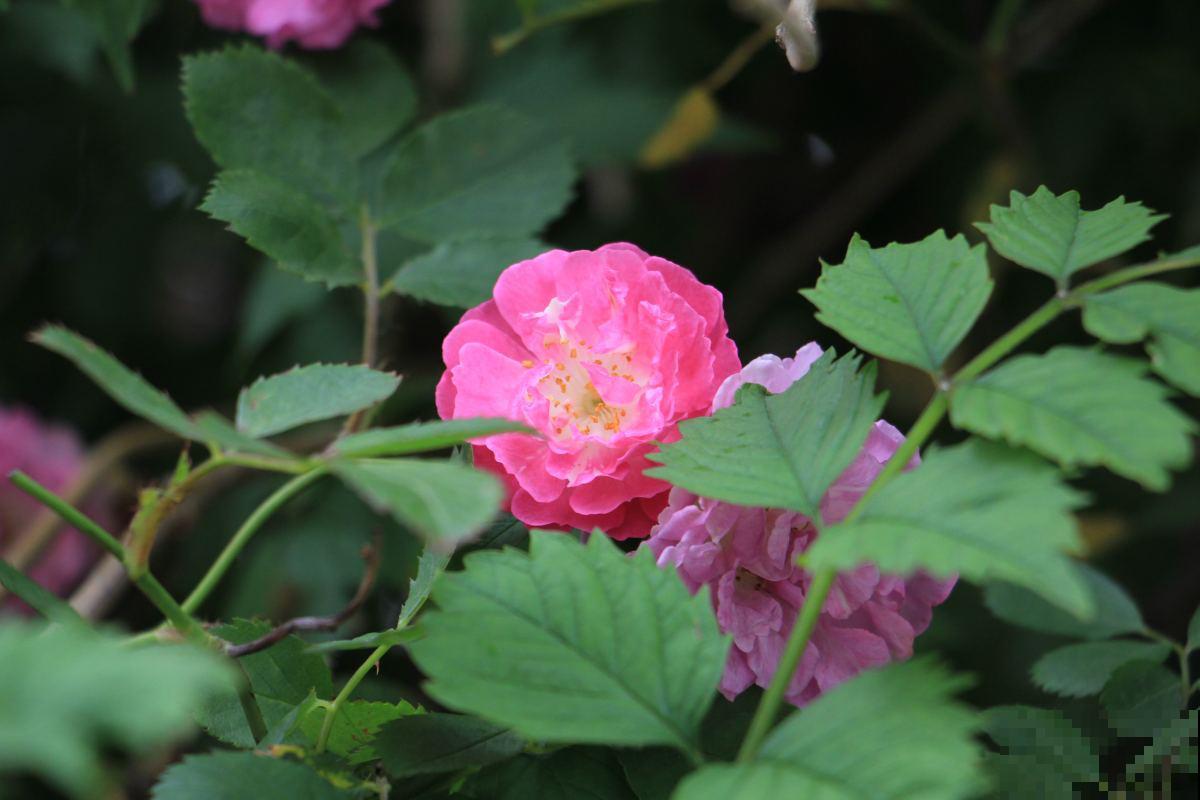 玫瑰、月季、蔷薇傻傻分不清，只要3个方法，一眼就认出来