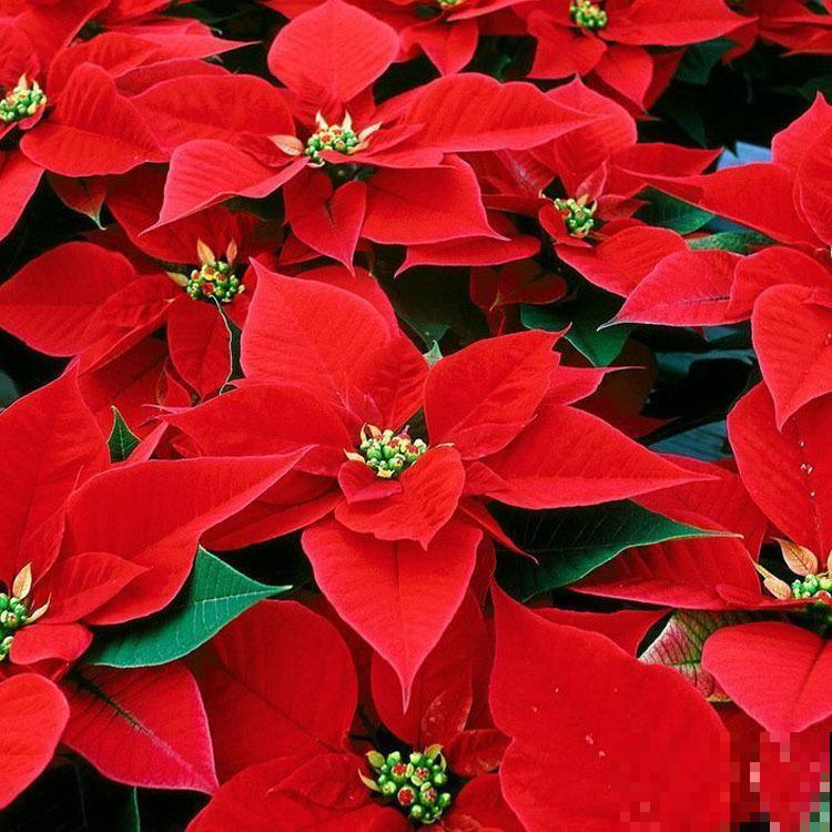 秋天常见的60种花，最全花卉图谱，收藏起来慢慢看