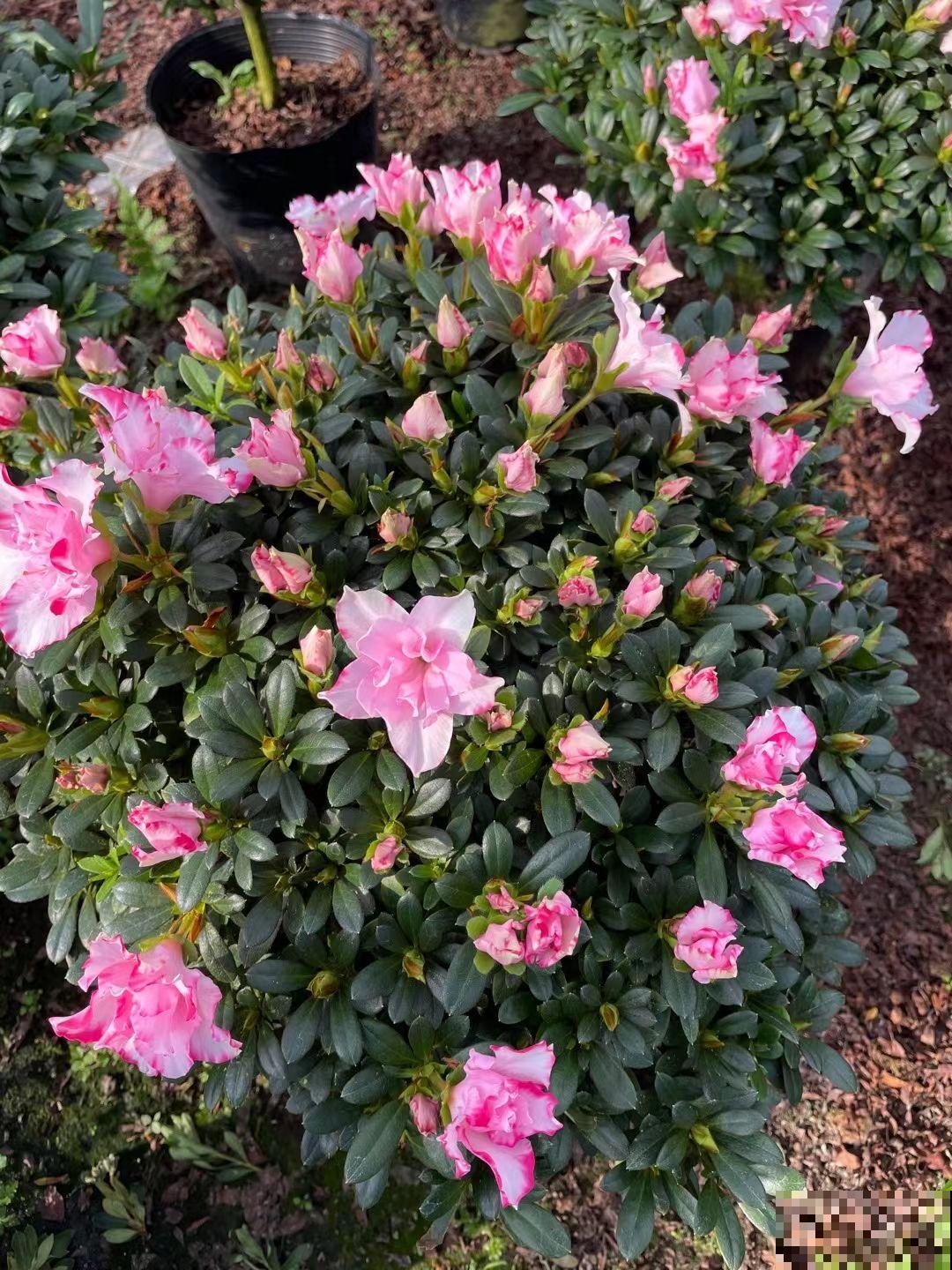 5种花虽然好看，但坏毛病特别多，谁养谁痛苦