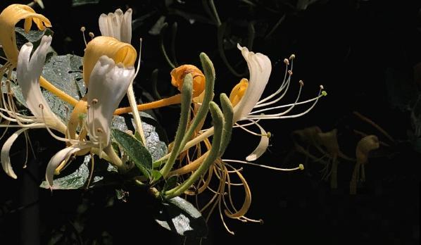 8年养花生涯，让我找到植物的“财富密码”，4种花“越养越赚钱”