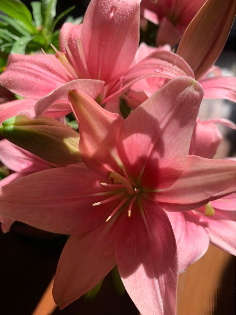 土里埋个百合种球，一周就冒芽，两个月开花，满屋子是香味