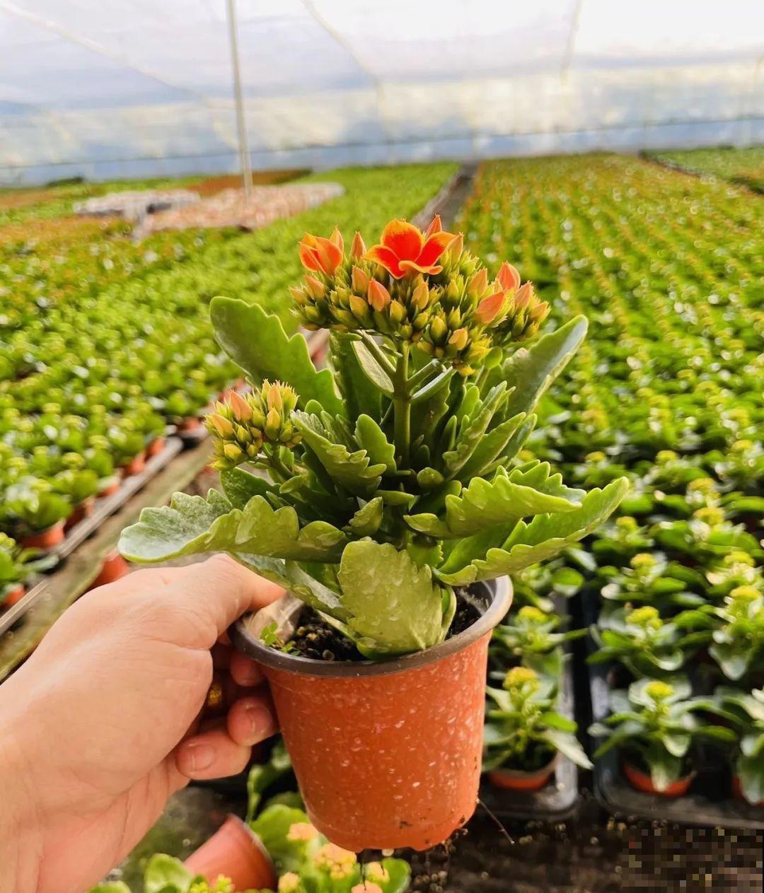 冬天常见的“吉利花”，耐旱皮实花量大，大半年都在开花