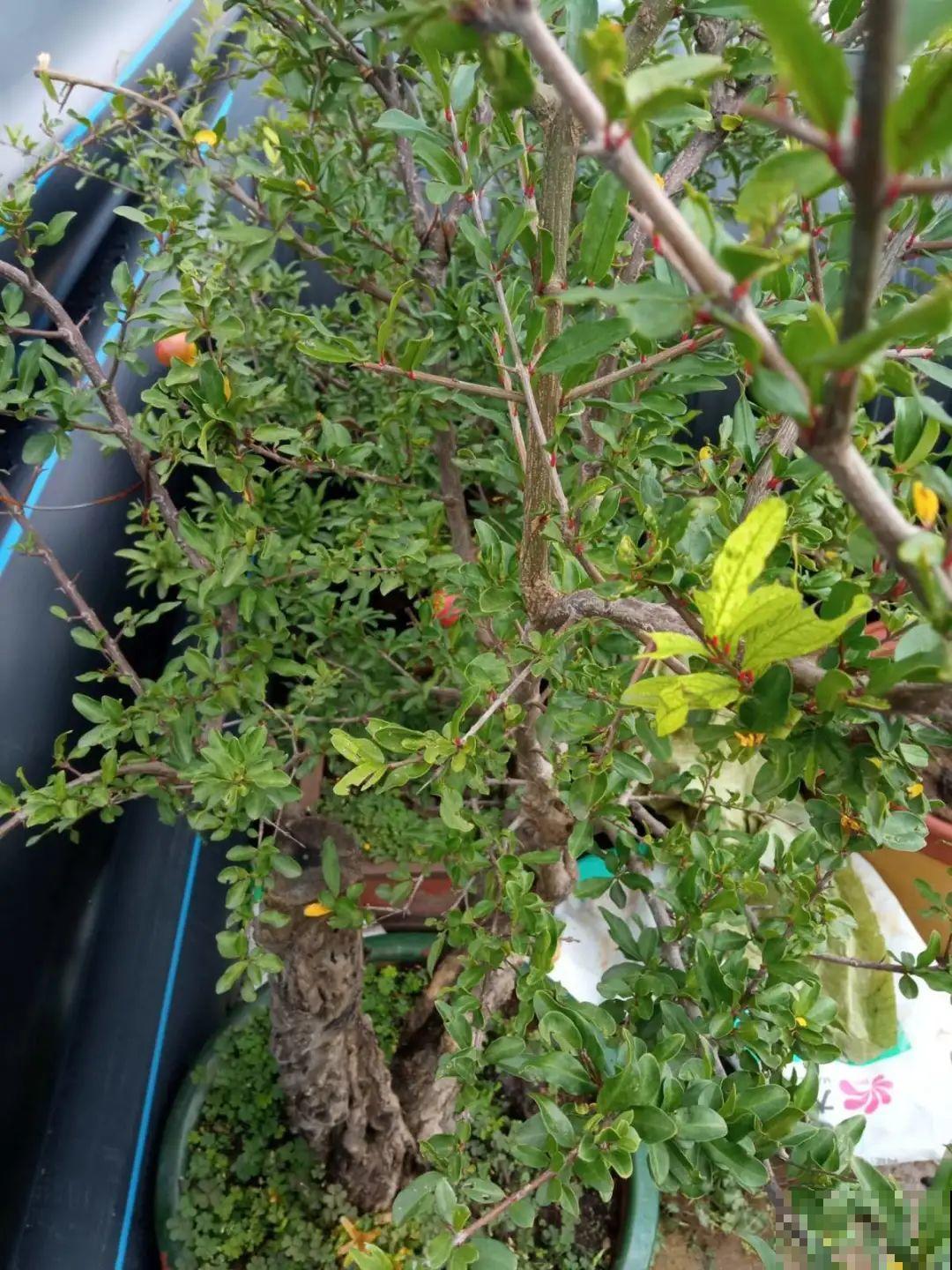 养的花一直不开花，主要是这6点做好，赶紧学起来