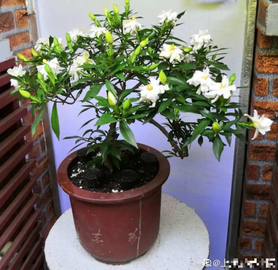 10种花冬天不能断水，勤浇水才能长得旺，叶子油亮有光泽