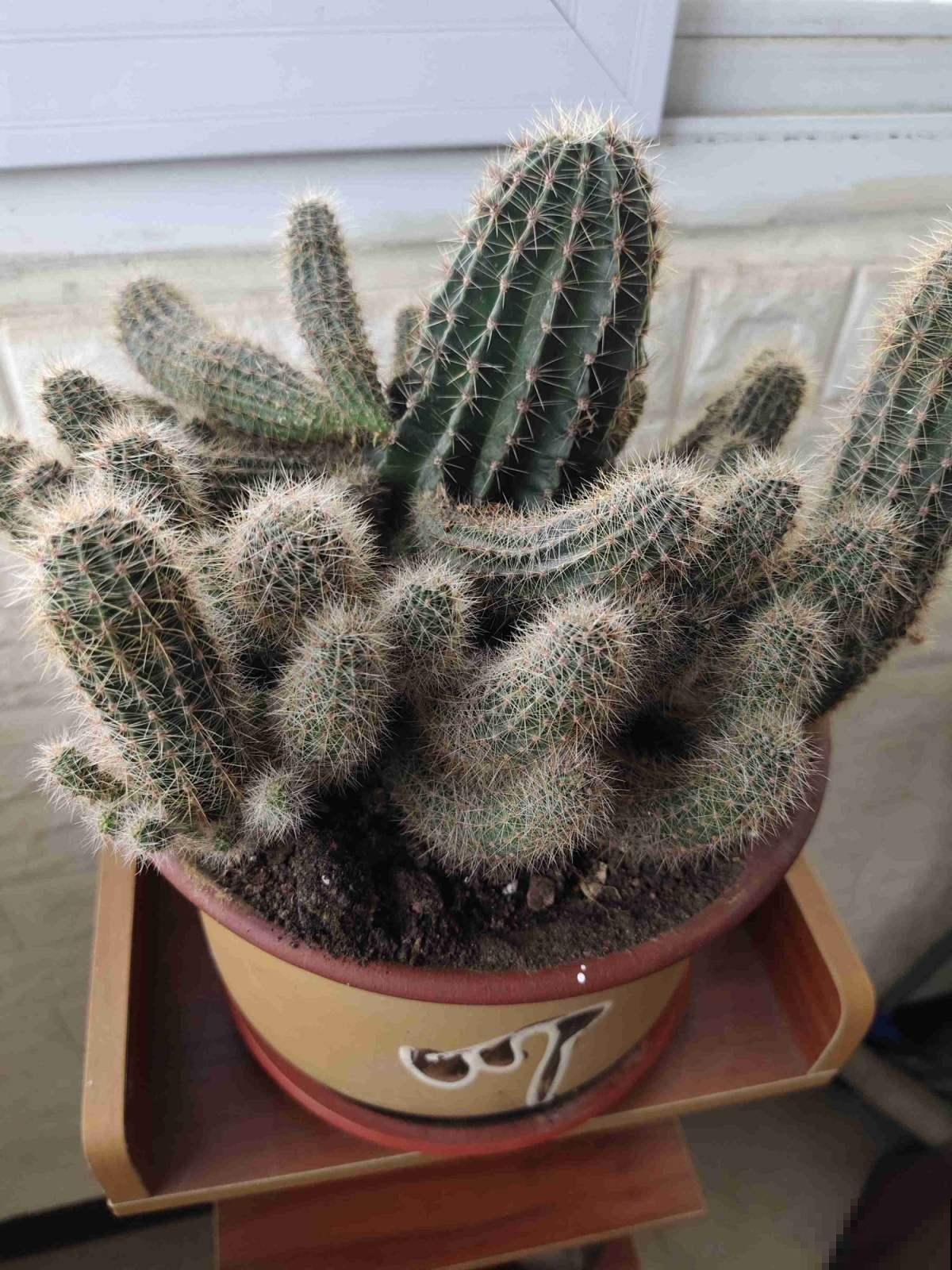 秋天家里养3种花，干干净净不生虫，省了一笔杀虫药钱