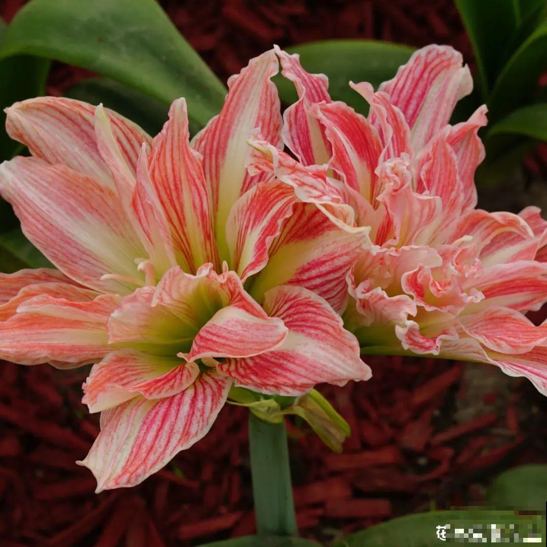 10种花冬天要施肥,不然不开花,而且活不过一年 10种花冬天要施肥,不然不开花,而且活不过一年