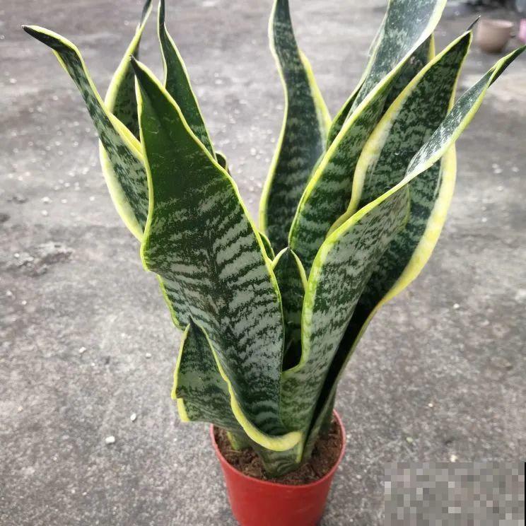 新房装修完，养盆“天然净化器”，净化空气身体棒