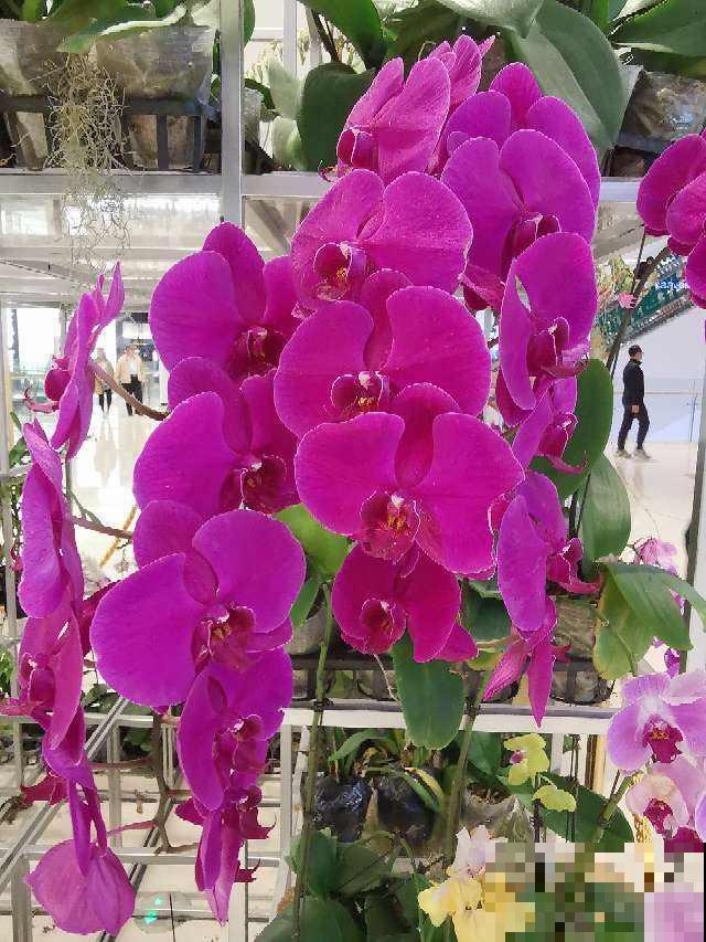 老公说我养花不顾家，整天拿孩子说事，吵架真的吵累了