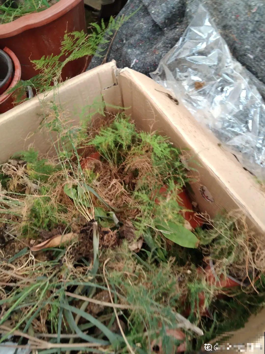 养花大棚倒闭，“贵货花”路边扔了一地，后悔没带个大麻袋