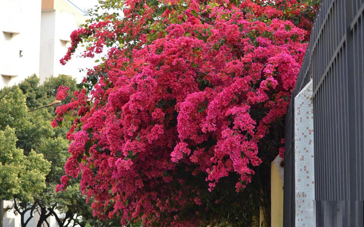 4种旺运花，花开大红色，养在家“招财显富贵”