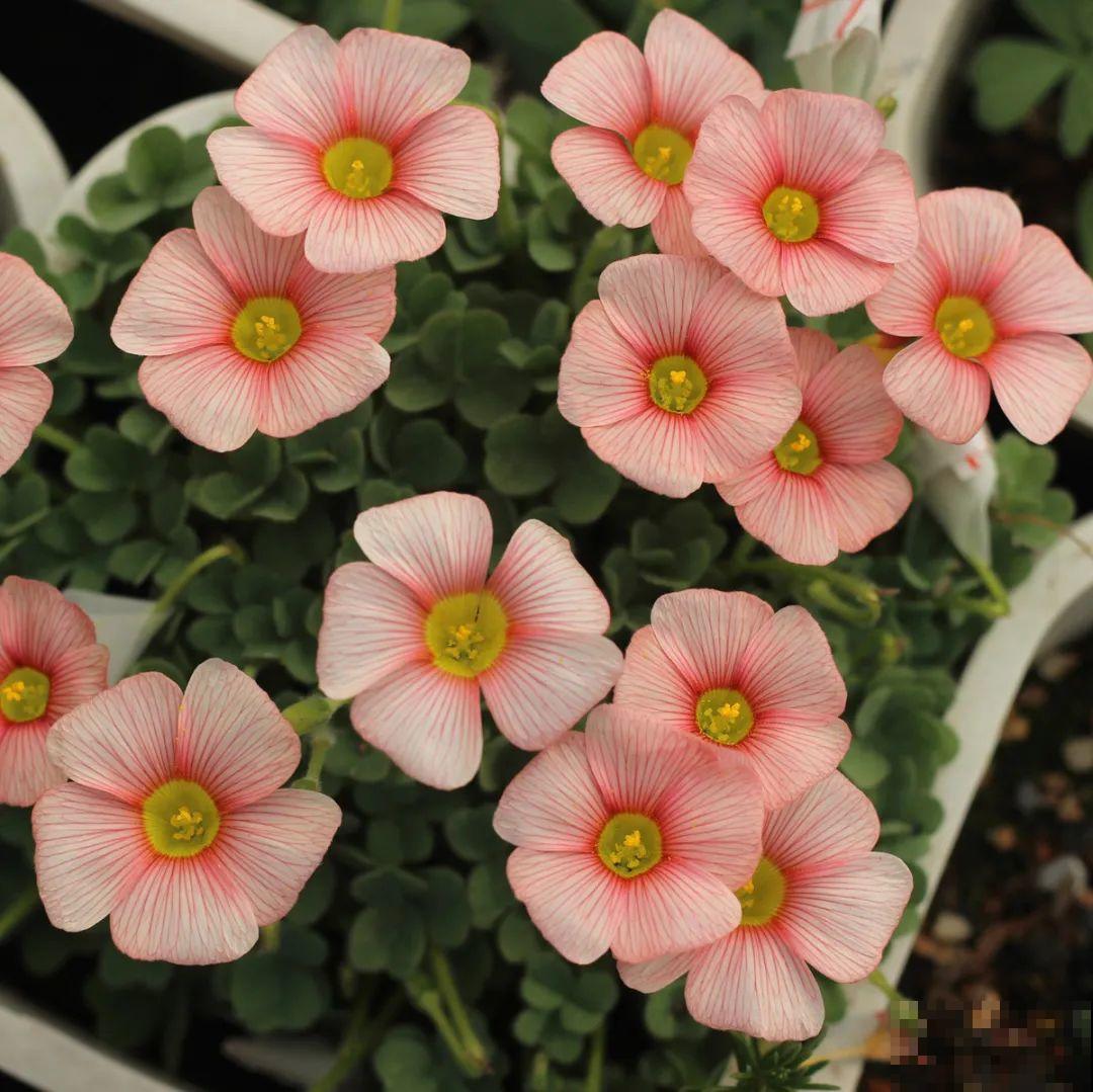 1种小草花名叫酢浆草，花量大，花期长，一盆还能变多盆