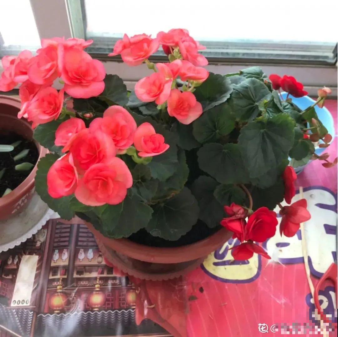 买茶花也要注意“坑”，注意5要点，叶子挺立有精神