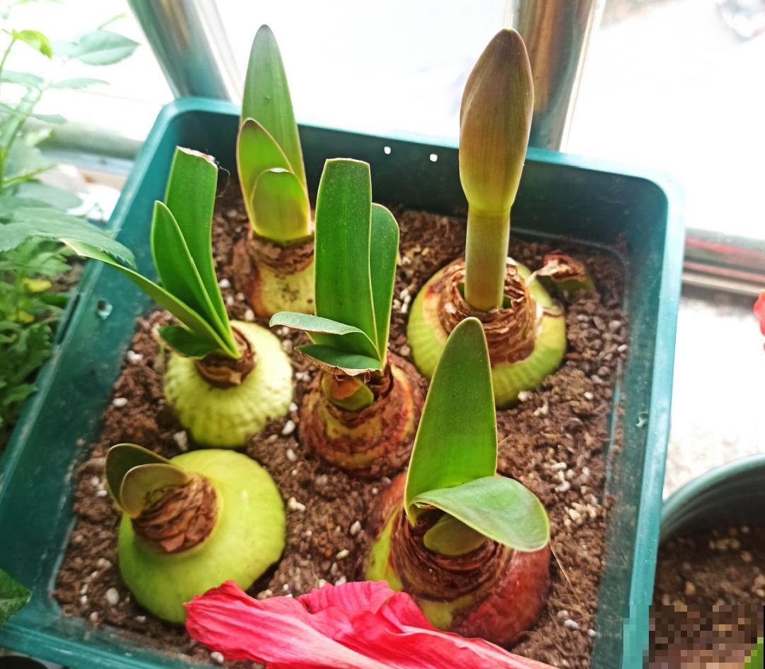 15年的君子兰，今天终于奇迹开花，开花技巧都给你！