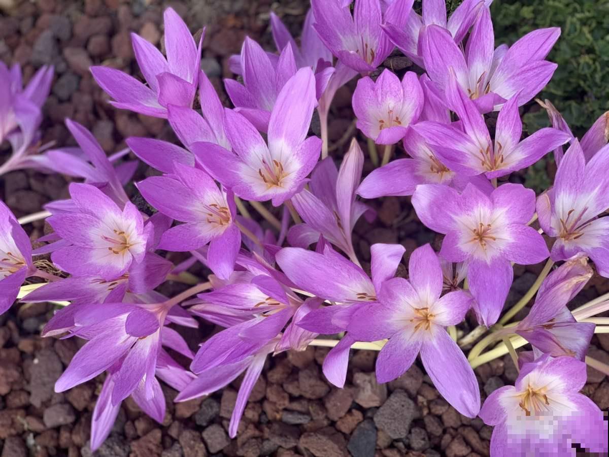 5种花,名字带“秋”,养护超简单 5种花,名字带“秋”,养护超简单