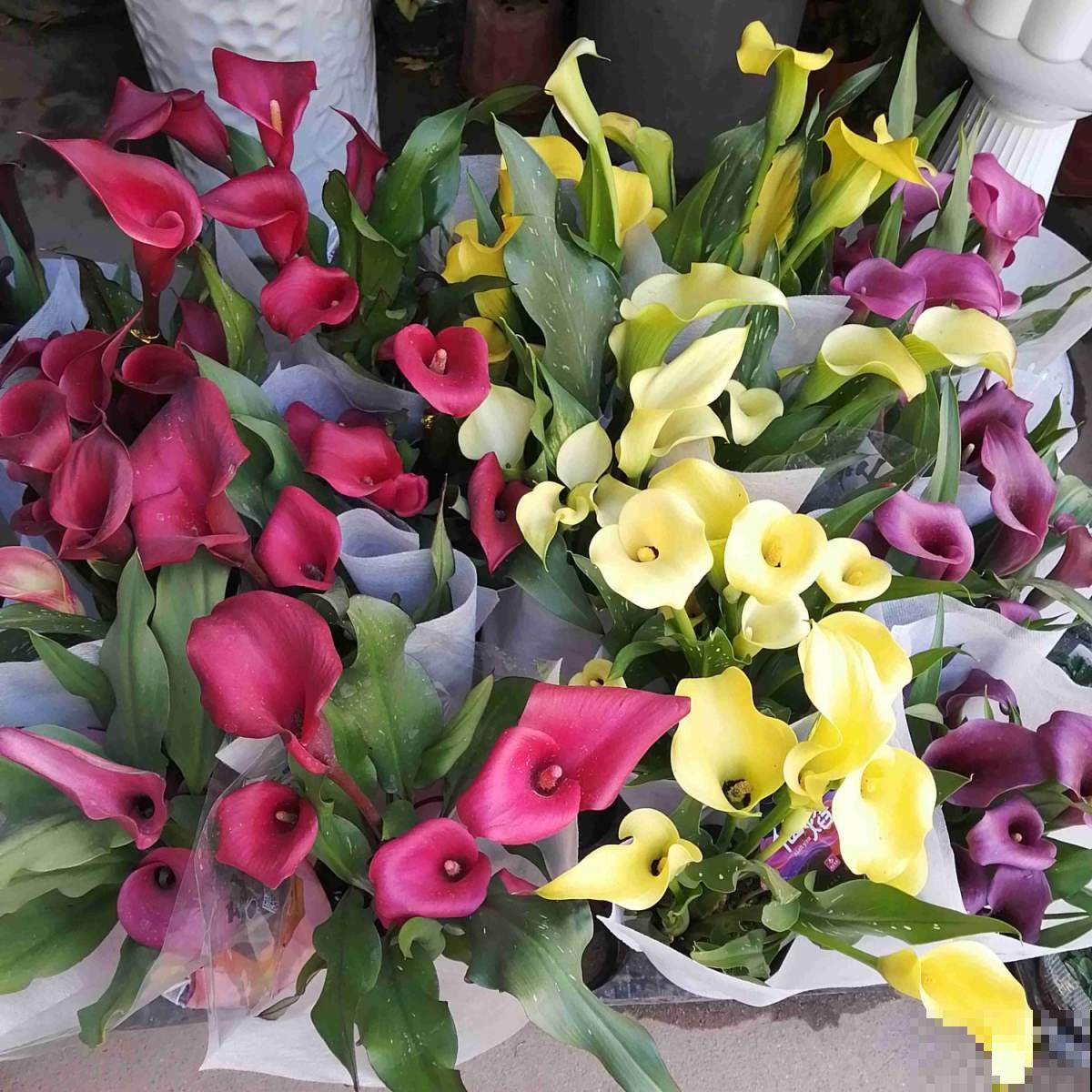 10种带“毒”花,家里有小孩要小心,千万别吃,容易中毒 10种带“毒”花,家里有小孩要小心,千万别吃,容易中毒