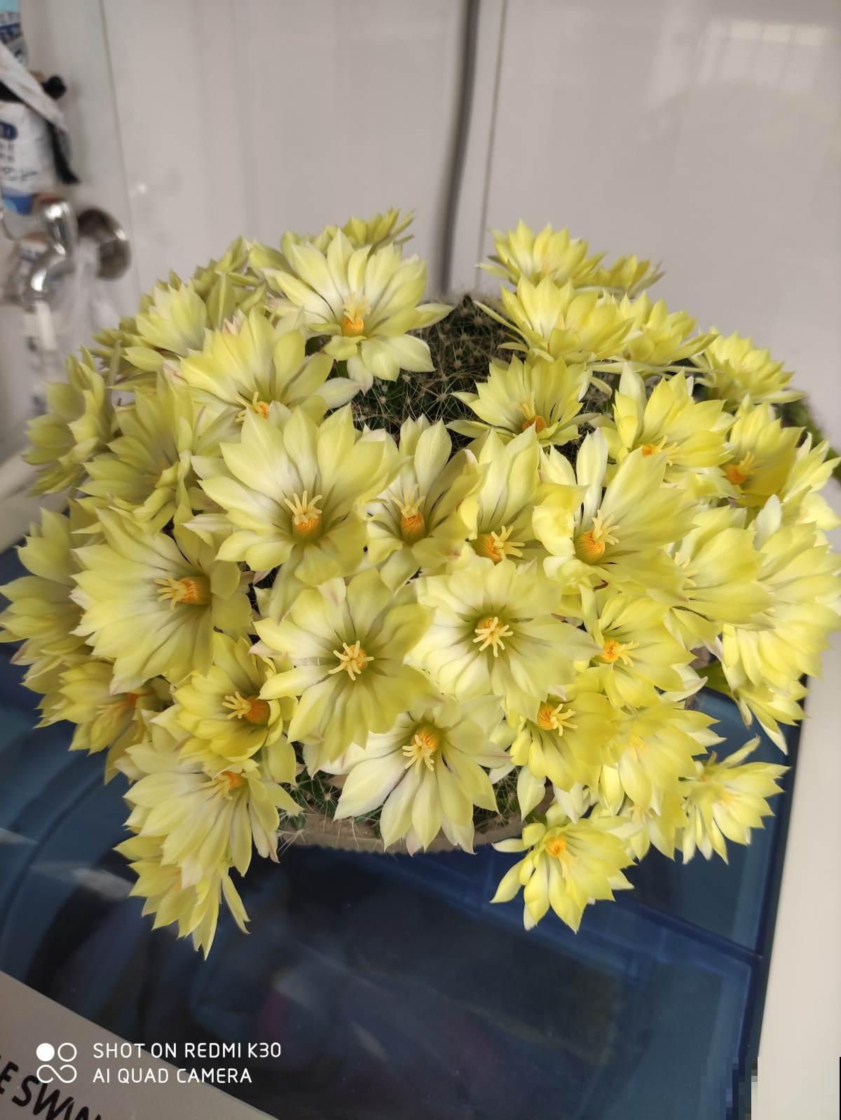 浑身带刺的仙人掌花，没想到还是个“花姑娘”，花朵颜值堪比荷花