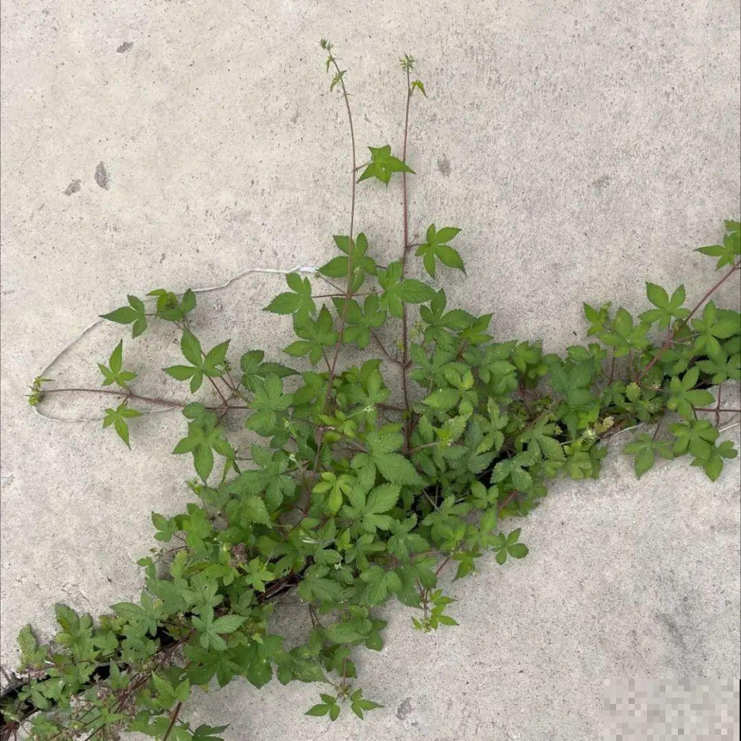 河南等地遭“恶魔之花”入侵，看到之后赶紧报告，不然会有大麻烦