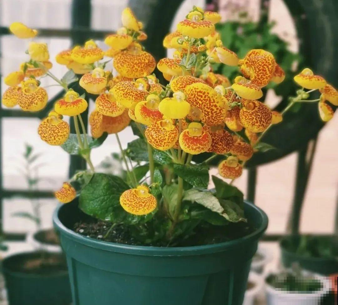 10种旺运花，一个月内要涨价，现在赶紧买