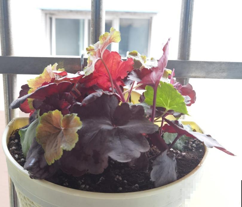 有了2种花,阳台变小花园,看着就心情好! 有了2种花,阳台变小花园,看着就心情好!